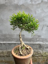 Nguyệt quế lá rí bông nhìu