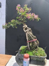 Giao lưu cả nhà 3 cây hồng ngọc mai đang hoa