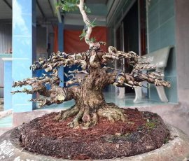 Trước và sau 4 tháng. Tay cành lực hơn, đế gọn hơn.