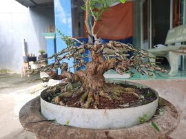 Trước và sau 4 tháng. Tay cành lực hơn, đế gọn hơn.