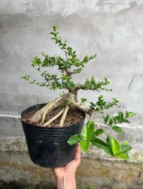 Sam hương đổ giá vài trăm
