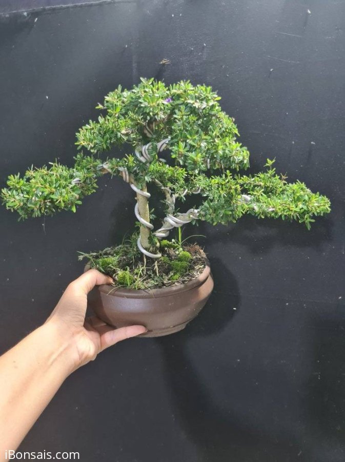 Giao lưu 2 cây linh sam 86 mini 500k bao ship
