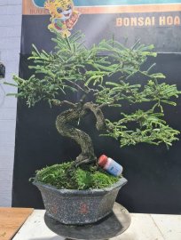 Me quái giao lưu cả nhà, cây rin lắc thân