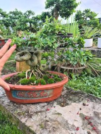 Linh sam siêu hoa cây rin lắc thân đang có hoa