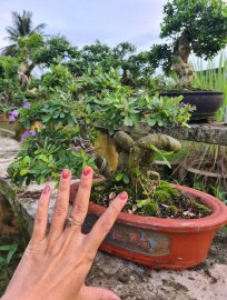 Linh sam siêu hoa cây rin lắc thân đang có hoa
