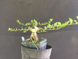 Gl ae sam hương 450k bao síp