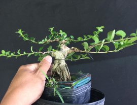 Gl ae sam hương 450k bao síp
