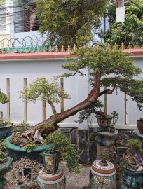 Linh sam zin hàng to ae nào kết ib giá thanh lý ạ