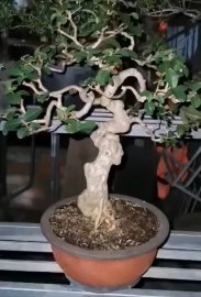 Tường vi vườn cộng đồng