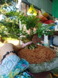Dọn vườn giao lưu lô 5 cây cho ae chỉnh sửa