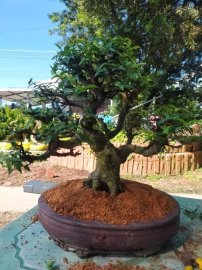 Dọn vườn giao lưu lô 5 cây cho ae chỉnh sửa