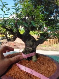 Dọn vườn giao lưu lô 5 cây cho ae chỉnh sửa