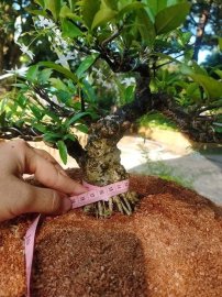 Dọn vườn giao lưu lô 5 cây cho ae chỉnh sửa