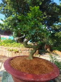 Dọn vườn giao lưu lô 5 cây cho ae chỉnh sửa