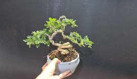 Giao lưu 10 cần thăng mini giá sỉ