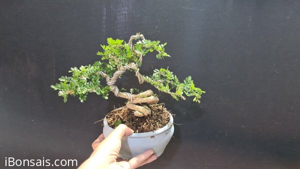 Giao lưu 10 cần thăng mini giá sỉ