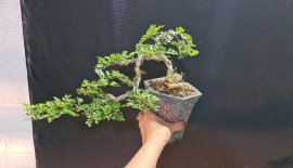 Giao lưu 10 cần thăng mini giá sỉ
