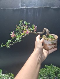 Hồng ngọc mai mini rất dễ thương 3 cây 500k bao ship