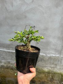 Hoàng dương mini