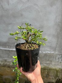 Hoàng dương mini