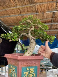 Sam núi hoa cốt hoành 20 tay cành lực