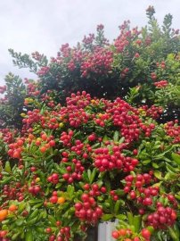 Gl ae cây hải châu mini sông cầu lá nhỏ tròn