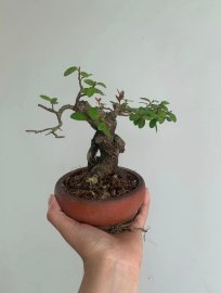 Gl ae cây hải châu mini sông cầu lá nhỏ tròn