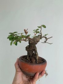 Gl ae cây hải châu mini sông cầu lá nhỏ tròn