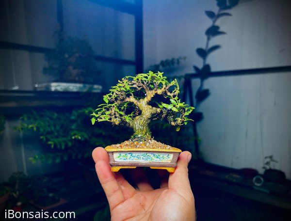 Thanh Lý 5 triệu cả chậu cây