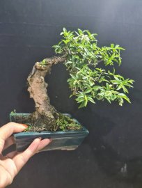 Mai chiếu thủy đang hoa