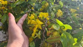 Mai xoắn bến tre già mùa dáng bay thuần chậu
