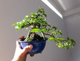 Mai Lá trắng cẩm thạch zin...