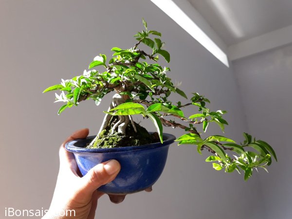Mai Lá trắng cẩm thạch zin...