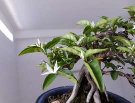 Mai Lá trắng cẩm thạch zin...