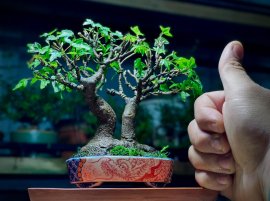 Phong Ba Thuỳ Nhật Bản cao 14cm