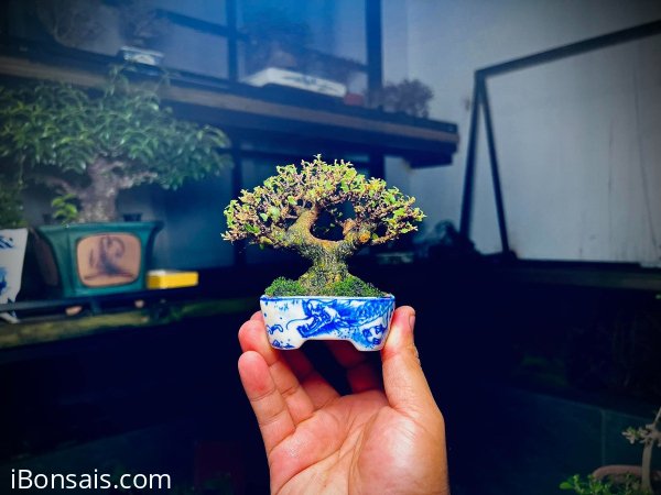 Gl mai chiếu thuỷ lá trung cao 7cm