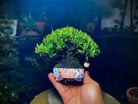 GL ae cây Dành Dành Nhật Bản cao 10cm