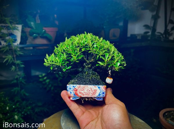 GL ae cây Dành Dành Nhật Bản cao 10cm