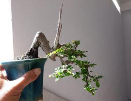 Sơn Liễu mini...