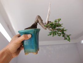 Sơn Liễu mini...