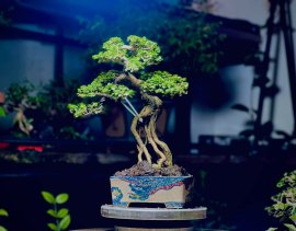 Sam hương