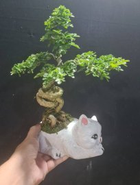 Cần thăng, ổi, trà phúc kiến mini