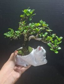Cần thăng, ổi, trà phúc kiến mini