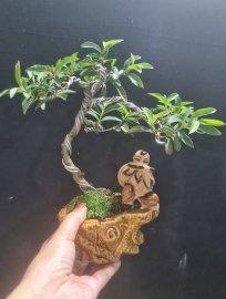 Cần thăng, ổi, trà phúc kiến mini