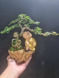 Cần thăng, ổi, trà phúc kiến mini