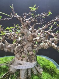 Gluu 2 cây mct trung nu lùn lực nuôi cốt