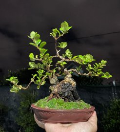 Sông cầu lá đẹp gần sen siêu mini củ siêu thuần chậu tàu