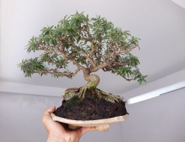 Linh Sam sông Hinh zin...