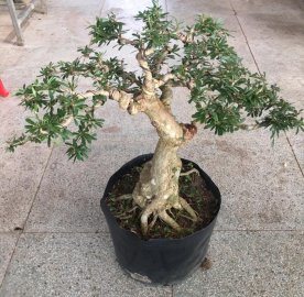 E Sam dòng họ Linh Sam