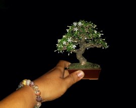 Thơm nức mũi